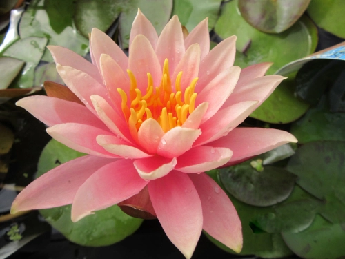 Nymphaea Colorado - Seerose